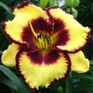 Hemerocallis-Calico-Jack-250x250 - Hemerocalis 2022