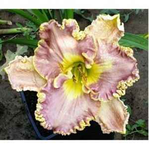 Hemerocallis-Bestseller-02-250x250 - Hemerocalis 2022