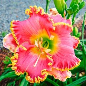 crin-de-o-zi-hemerocallis-divas-choice_1 - Hemerocalis 2022