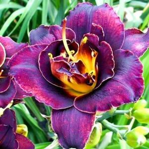crin-de-o-zi-hemerocallis-voodoo-dancer_1 - Hemerocalis 2022