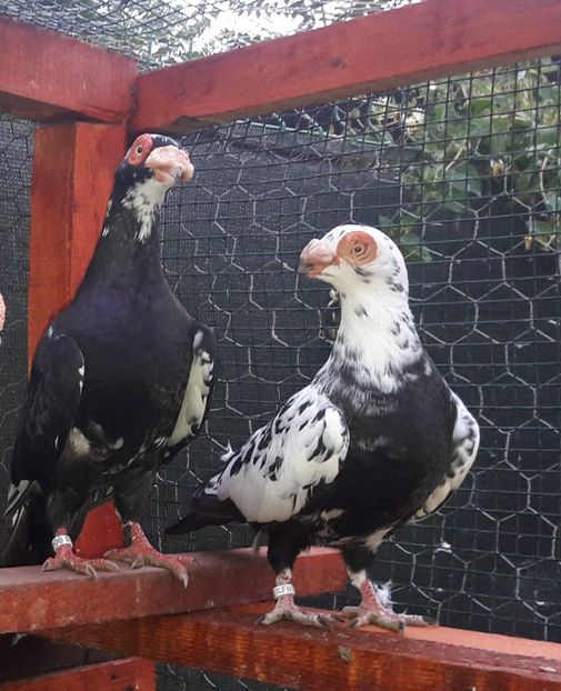 MF 2021 - Carunculați 2022