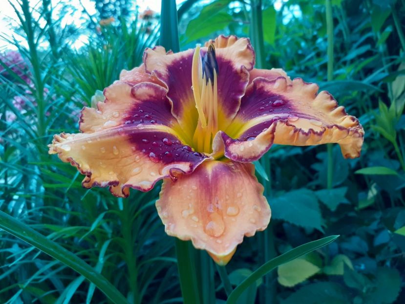 Boitzer Pumpkin Star - Hemerocallis 2022