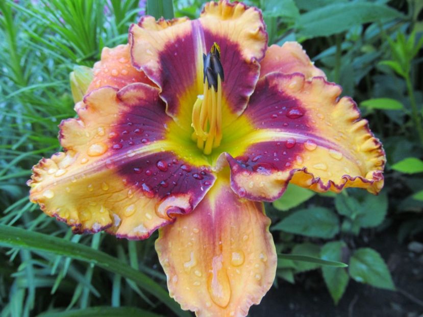  - Hemerocallis 2022