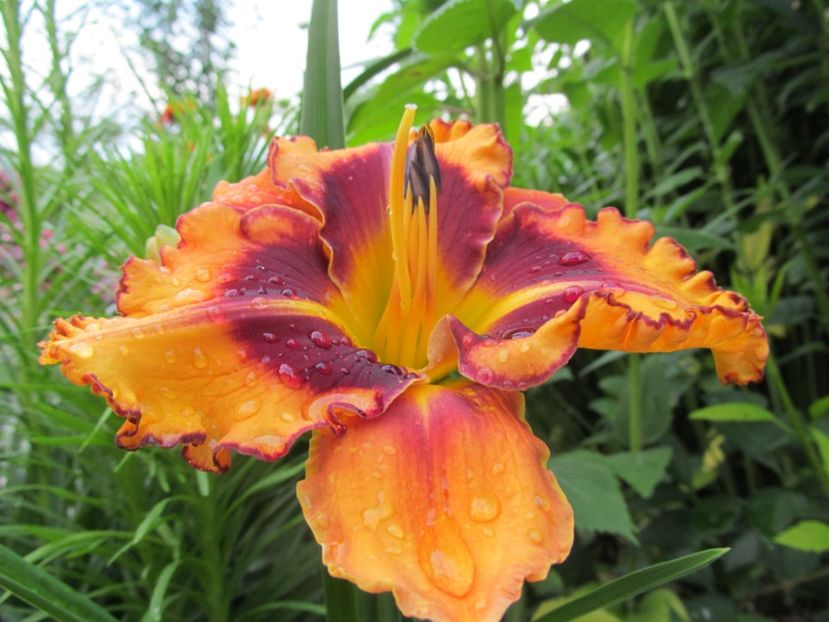  - Hemerocallis 2022