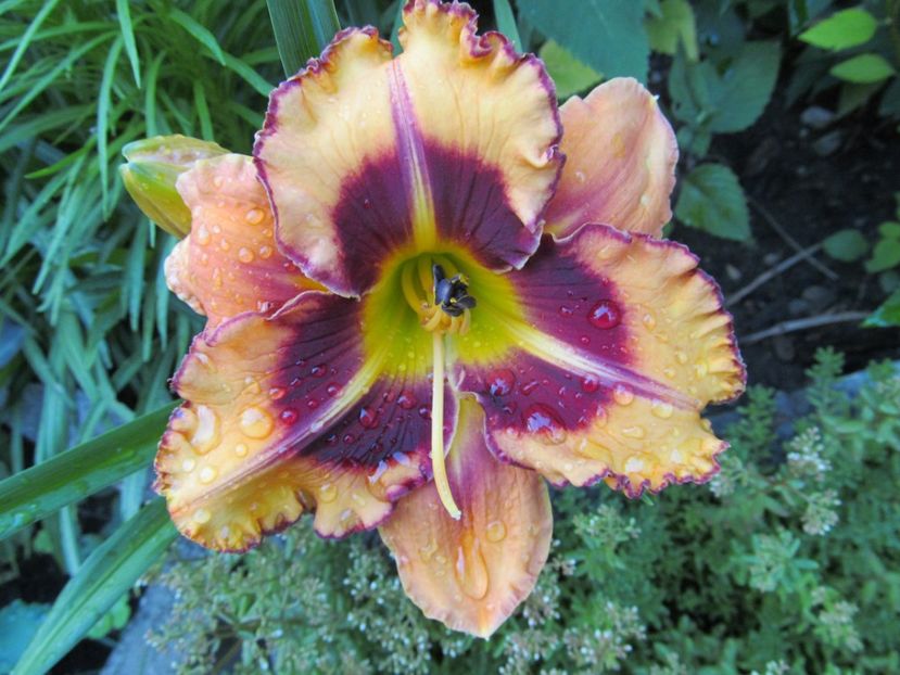  - Hemerocallis 2022