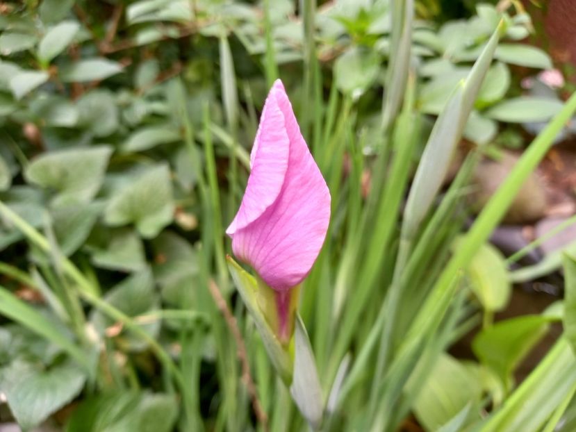 Iris ensata "Rose Queen" - Grădina 2022 continuare 2