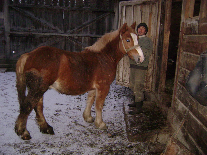 Boicu la sura - Manzul Boicu din Maramures -Calinesti