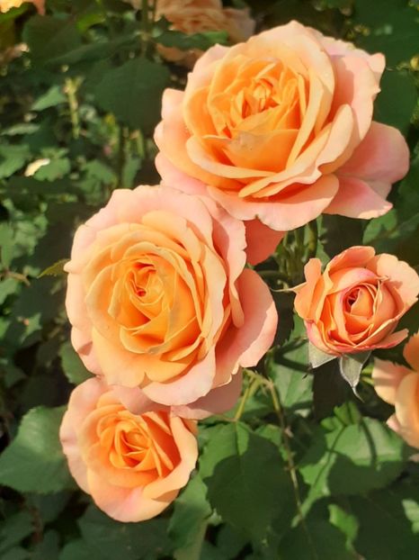  - La Villa Cotta 2021_ 2022