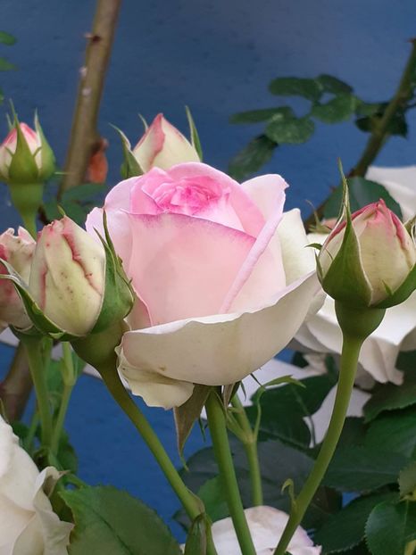 Avem flori , încă! - Eden Rose 2022
