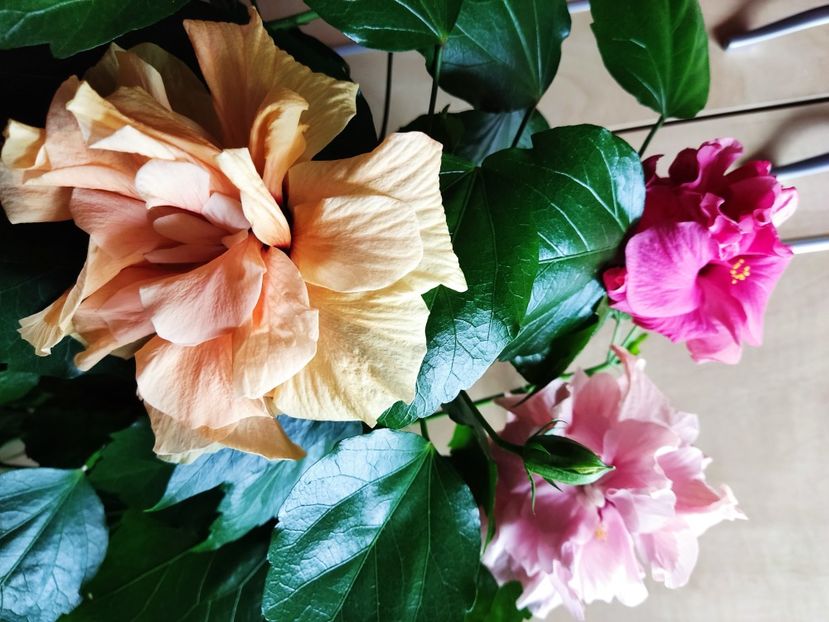  - Hibiscus 2015-2024