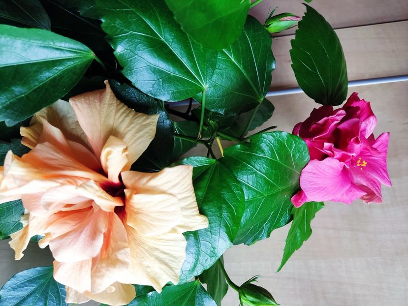 - Hibiscus 2015-2024