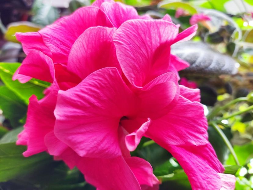  - Hibiscus 2015-2024
