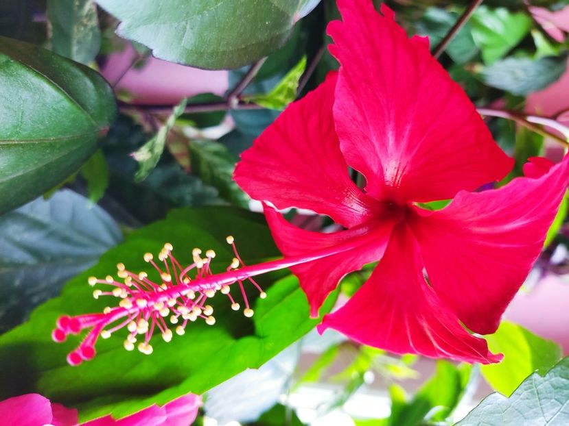 - Hibiscus 2015-2024