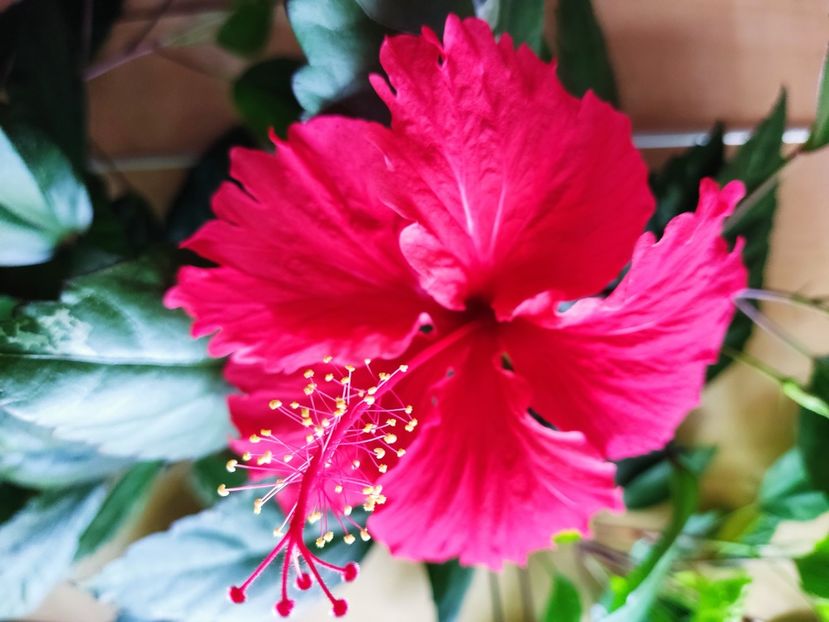  - Hibiscus 2015-2024
