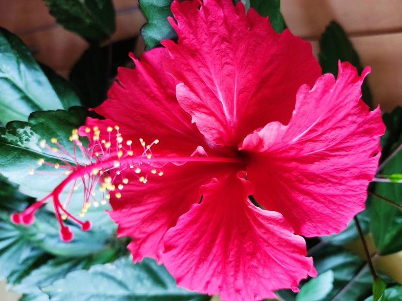  - Hibiscus 2015-2024
