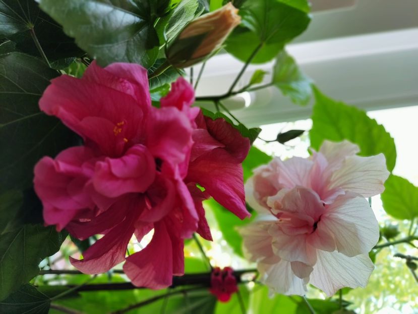  - Hibiscus 2015-2024