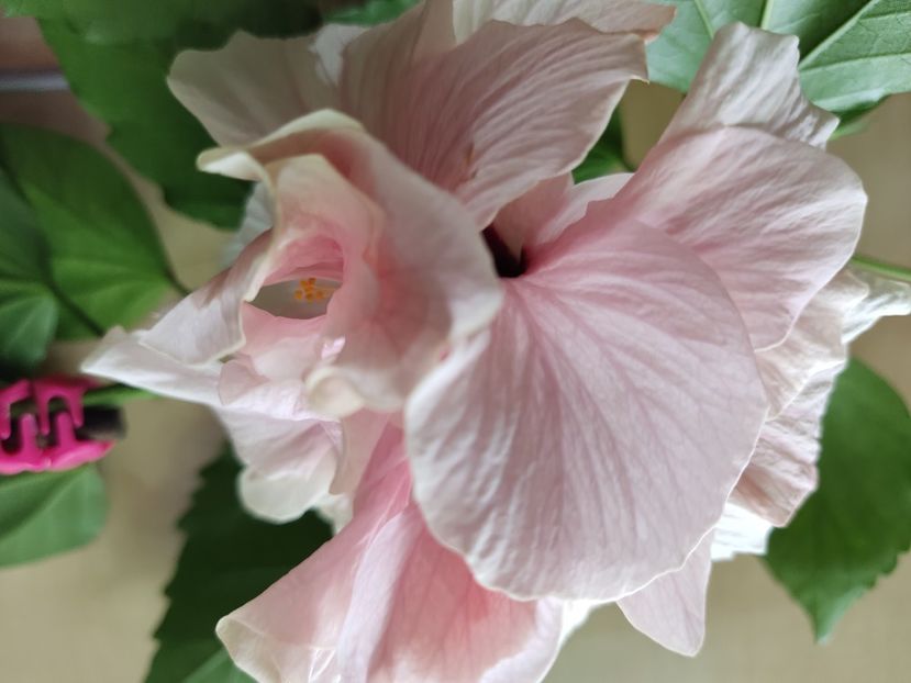  - Hibiscus 2015-2024
