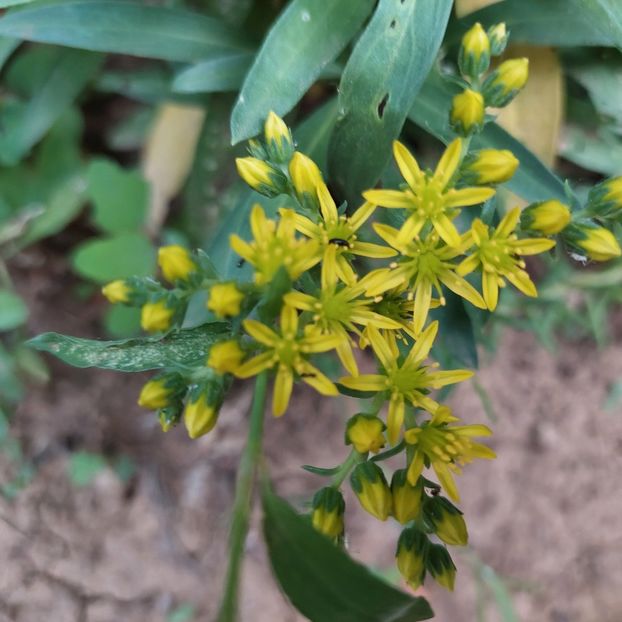 Iarbă grasă -Sedum acre Yeiiow - 2022- Grădinița de la bloc
