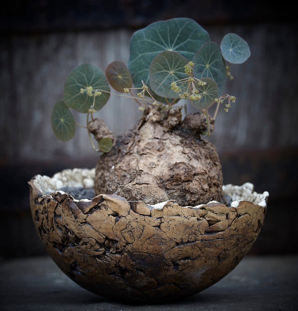 Mark Follon-Stephania kaweesakii - Vase - aranjamente - accesorii