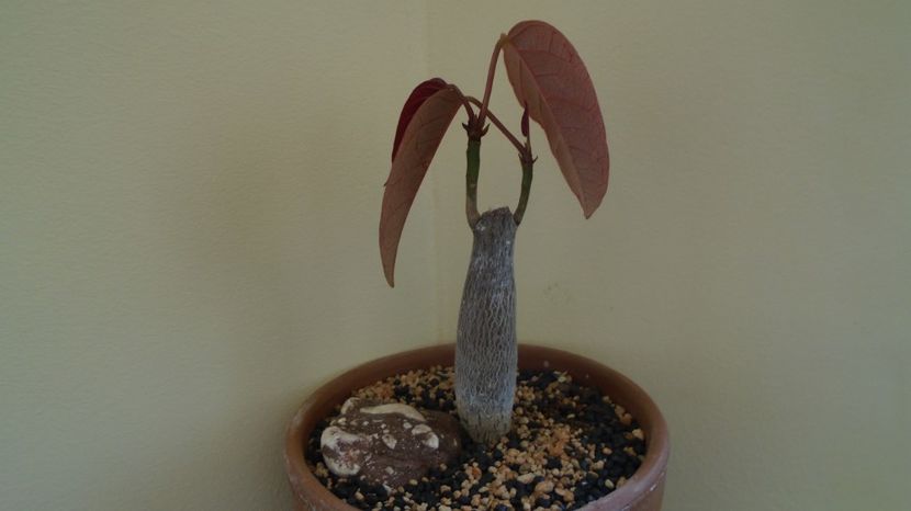  - Caudiciforme-pachycaule si bulboase 2022-2023