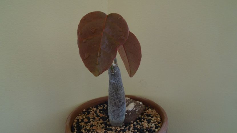  - Caudiciforme-pachycaule si bulboase 2022-2023