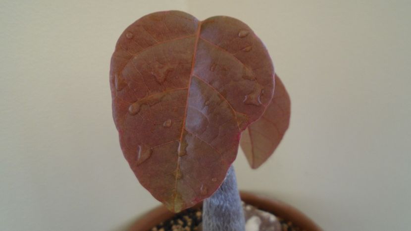  - Caudiciforme-pachycaule si bulboase 2022-2023