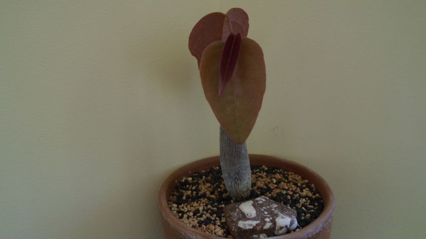  - Caudiciforme-pachycaule si bulboase 2022-2023