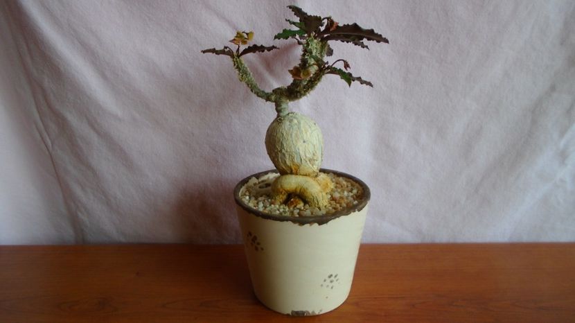 Euphorbia suzannae-marnierae - Caudiciforme-pachycaule si bulboase 2022-2023