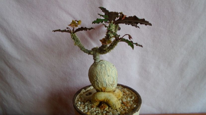 Euphorbia suzannae-marnierae - Caudiciforme-pachycaule si bulboase 2022-2023