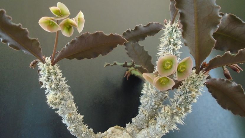 Euphorbia suzannae-marnierae - Caudiciforme-pachycaule si bulboase 2022-2023