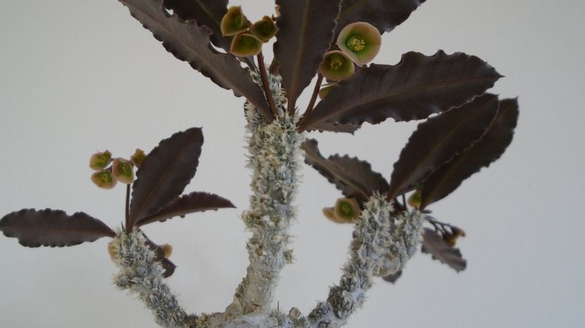 Euphorbia suzannae-marnierae - Caudiciforme-pachycaule si bulboase 2022-2023