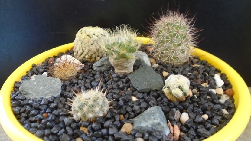  - Cactusi 2022