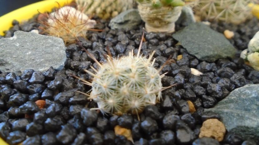  - Cactusi 2022