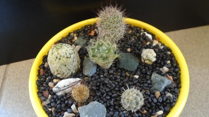  - Cactusi 2022