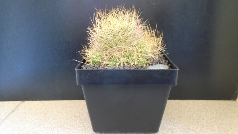  - Cactusi 2022