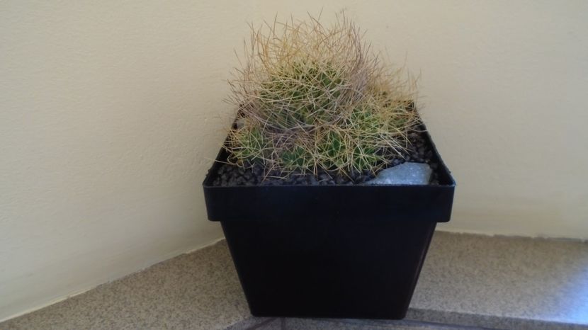  - Cactusi 2022