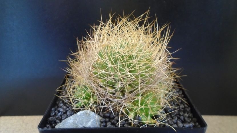  - Cactusi 2022