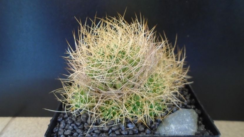  - Cactusi 2022