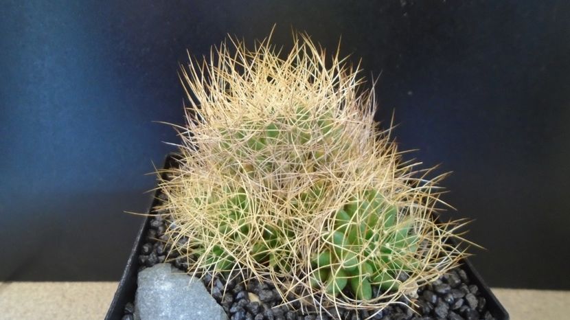  - Cactusi 2022