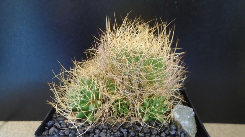  - Cactusi 2022