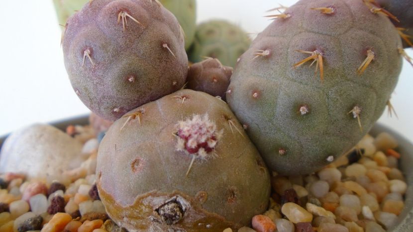  - Cactusi 2022
