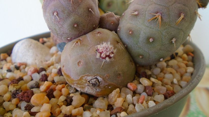 - Cactusi 2022
