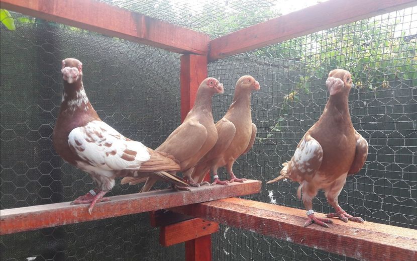 M + 3 Fem - Carunculați 2022