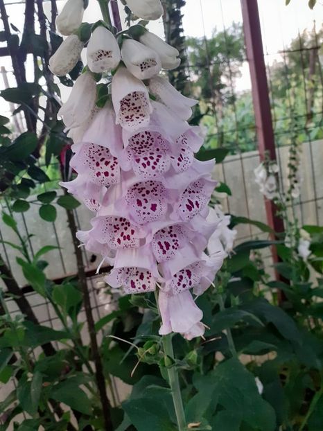  - 0 Digitalis