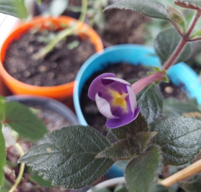 Rfs Sascha Kronick - AAA Achimenes 2022