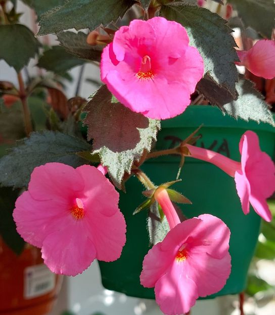 RFS LA DIVA - AAA Achimenes 2022