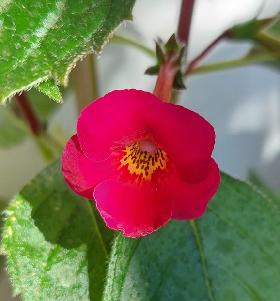 HEART CHOICE - AAA Achimenes 2022