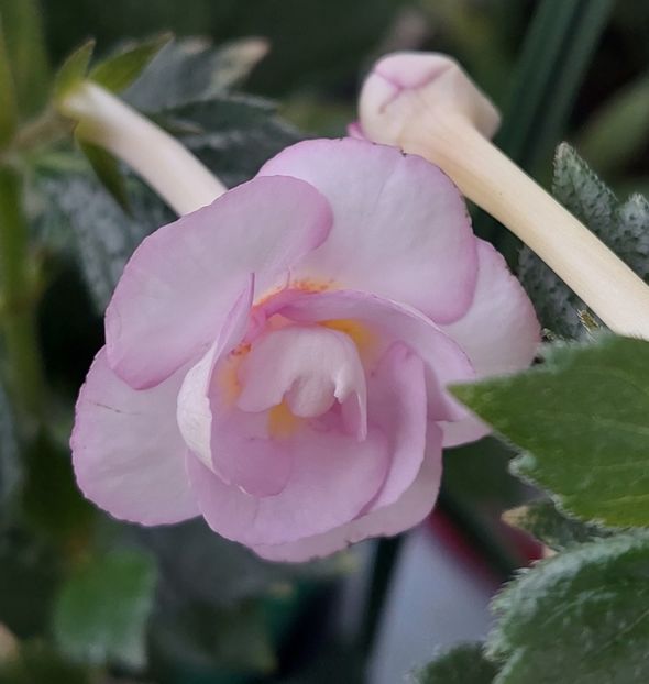 FRUMOASA NECUNOSCUTĂ - AAA Achimenes 2022