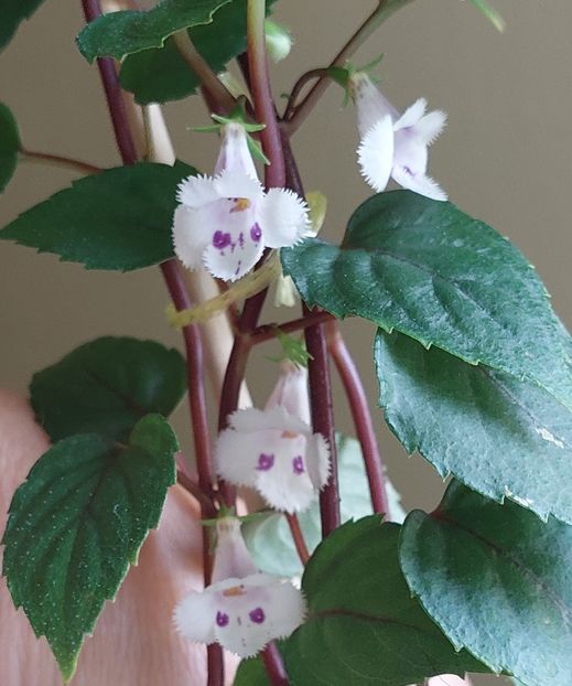  - AAA Achimenes 2022