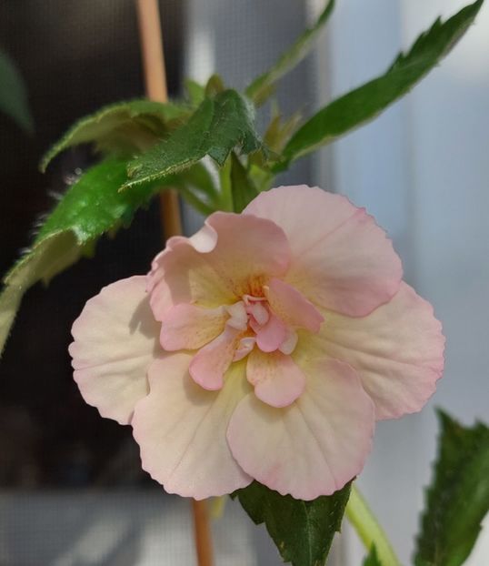 2 NEIDENTIFICAT - AAA Achimenes 2022